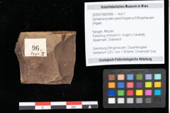 Foto (Objekt + Etikett) von Sphaerococcites parschlugianus Ettingshausen (NHMW-GEO-2024-0188-0096)